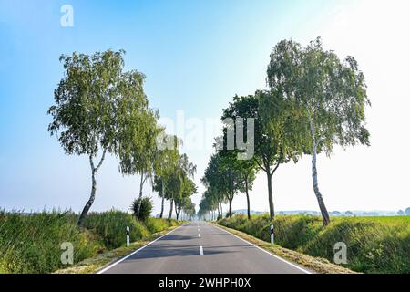 Strada di campagna con una linea di betulle che corrono su ogni lato contro un cielo blu, tipico della Germania settentrionale, copia spa Foto Stock