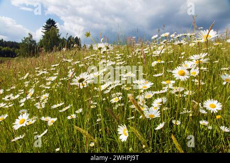 daisy on Meadow, margherita comune in latino Bellis perennis Foto Stock