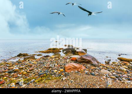 Tern sorvola il mare. gregge di terns a riva con ciottoli e pietre Foto Stock