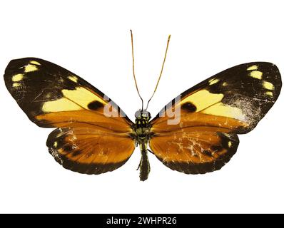 Tiger-Striped Longwing, Ismenius Tiger. Heliconius ismenius Foto Stock