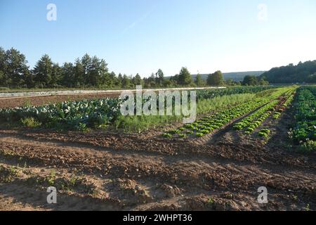Foeniculum vulgare var. Azorico, finocchio di Firenze Foto Stock