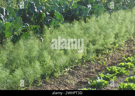 Foeniculum vulgare var. Azorico, finocchio di Firenze Foto Stock