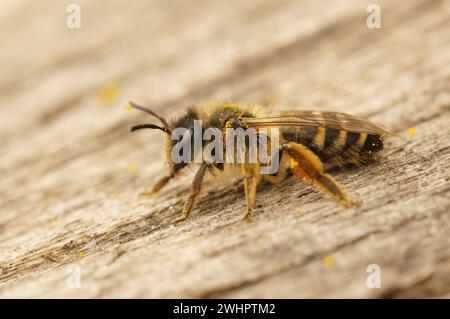 Primo piano naturale su un'ape mineraria dalle zampe gialle, Andrena flavipes, seduto sul legno Foto Stock