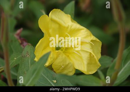 Oenothera organensis, Organ Mountains - prisma serale Foto Stock