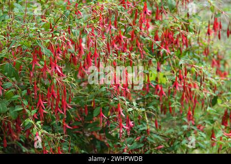 Fuchsia magellanica, Hardy fuchsia Foto Stock