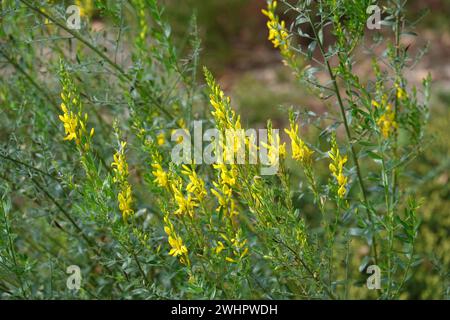 Genista pilosa, erba verde pelosa Foto Stock