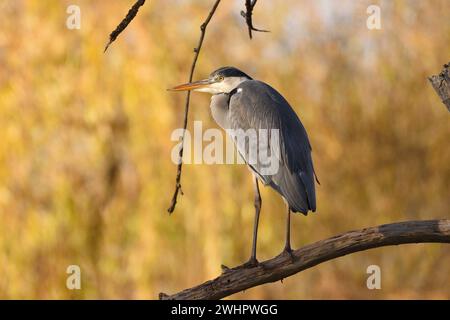 Heron grigio che si gode un po' di sole pomeridiano su un ramo di albero morto durante la fine dell'autunno. Essex, Inghilterra, Regno Unito. Foto Stock