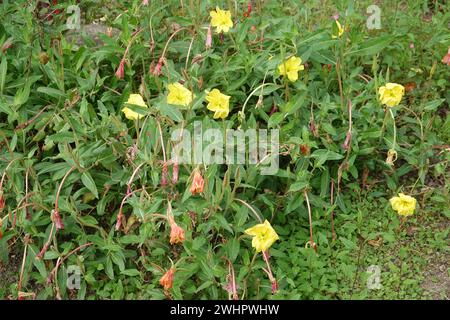 Oenothera organensis, Organ Mountains - prisma serale Foto Stock