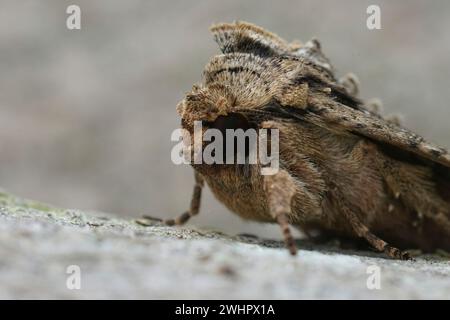 Primo piano facciale sulle falene dei gufi ad archi scuri, Apamea monoglypha, sedute su legno nel giardino Foto Stock