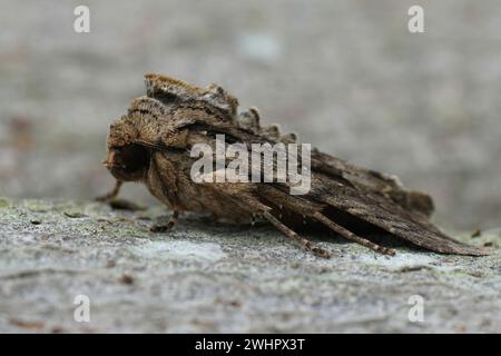 Primo piano sugli archi scuri owlet Moth, Atamea monoglicha, seduto in legno nel giardino Foto Stock