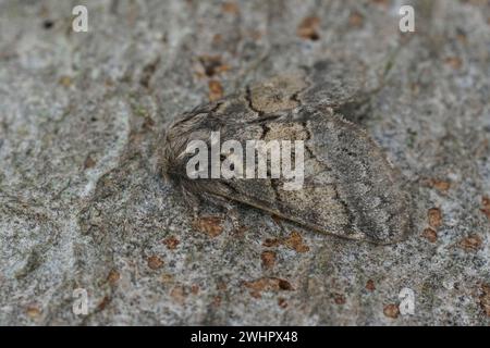 Primo piano sul Dusky Marbled Brown, Gluphisia crenata seduta su legno Foto Stock