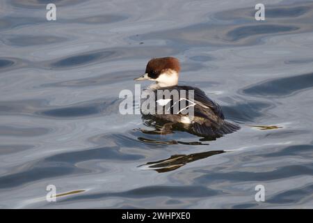 Smew femmina che cerca pesci vicino al bordo di un lago. Essex, Inghilterra, Regno Unito. Foto Stock