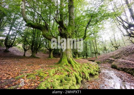 Hayedo de Otzarreta Foto Stock