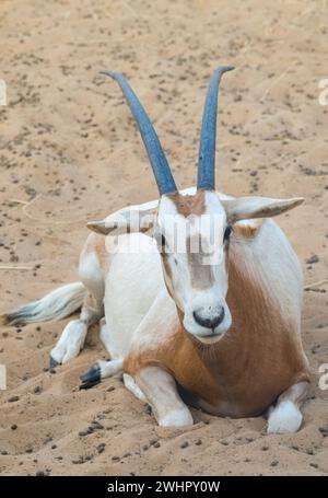 Arabian Oryx adagiato sull'area di conservazione del deserto sabbioso di Dubai, Emirati Arabi Uniti. Oryx leucoryx arabo selvatico, gazella Oryx o gemsbok nel deserto. Foto Stock