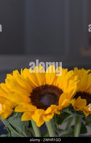 Primi piani di girasoli sullo sfondo scuro della stanza. Formato verticale Foto Stock