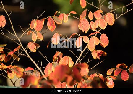 Bunter Blätter im Herbst an einem Busch Foto Stock