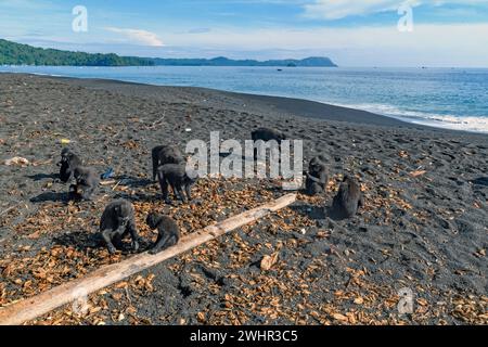 Gruppo di macachi neri cestiti (Macaca nigra) foraggiano sulla spiaggia nera della riserva naturale di Tangkoko, Sulawesi settentrionale, Indonesia. Foto Stock