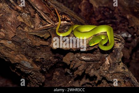 Vipera indonesiana (Trimeresurus insularis) dall'isola di Komodo, Indonesia. Foto Stock
