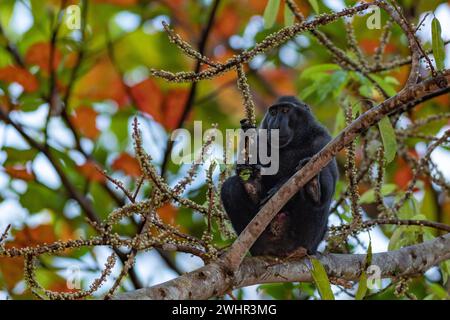 Macaco nero crestato (Macaca nigra) che si nutre di frutta nella riserva naturale di Tangkoko, nel nord di Sulawesi, Indonesia. Foto Stock