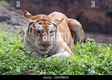 Albino, animale, regno animale, asia, contesto, bestia, bella, bella, bengala, grande, grande gatto, bl Foto Stock