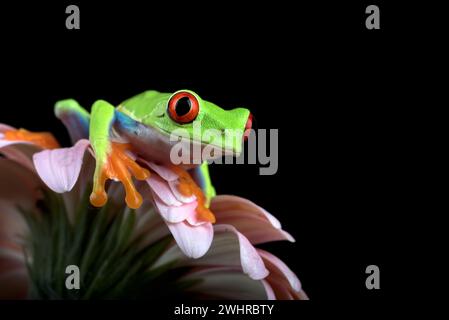 Rana arborea dagli occhi rossi su sfondo nero Foto Stock