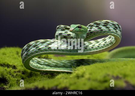 Serpente verde della vite in posizione di attacco Foto Stock
