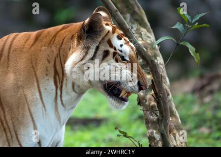 Rara tigre d'oro nel loro ambiente Foto Stock