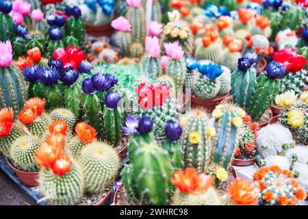 Cactus colorati con fiori vivaci in pentole in vendita presso un giardino botanico Foto Stock