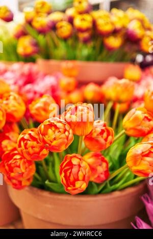 Vivaci tulipani in vasi di argilla in un colorato mercato dei fiori, raffiguranti la bellezza naturale e l'orticoltura. Foto Stock