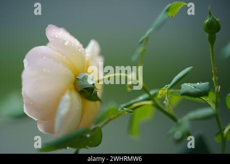 Rosa chiaro color pesca con gocce d'acqua Foto Stock