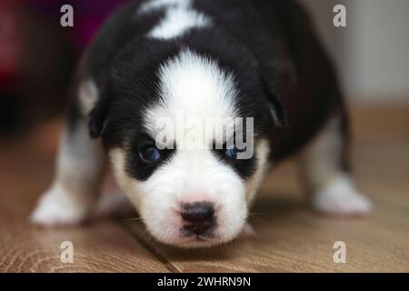 Cucciolo Husky con occhi blu Foto Stock