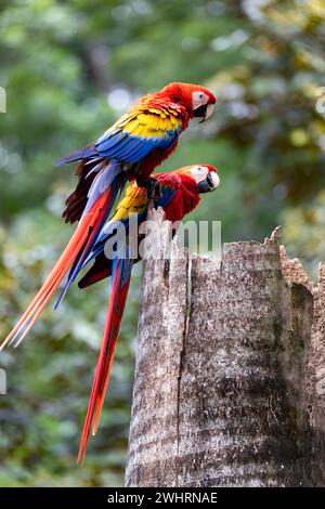 Scarlatto macaw, Ara macao, Quepos Costa Rica. Foto Stock