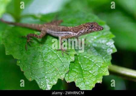 Anolis polylepis, piccola lucertola a Quepos, Costa Rica fauna selvatica Foto Stock