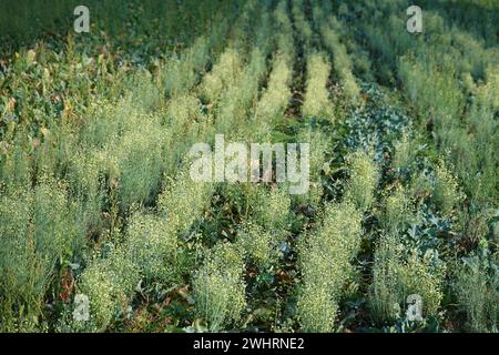 Brassica oleracea Brokkoli, broccoli, fioritura Foto Stock