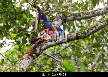 Scarlatto macaw, Ara macao, Quepos Costa Rica. Foto Stock