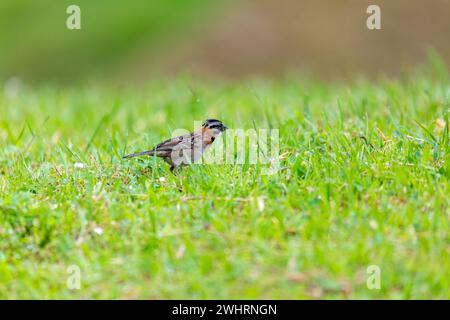 Passero con colletto ruvido o passero andino, San Gerardo de Dota, fauna selvatica e osservazione di uccelli selvatici in Costa Rica. Foto Stock