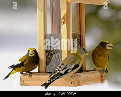 Grosbeak di sera, tre uccelli ( Coccothraustes vespertinus ), che nutrono semi di girasole da mangiatoia. Foto Stock