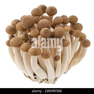 Funghi Shimeji, funghi di faggio marrone isolati su sfondo bianco Foto Stock