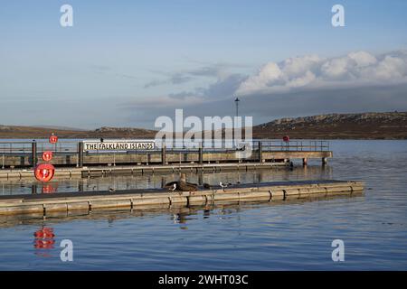 Leoni marini su un molo utilizzato dai visitatori che arrivano via mare a Stanley, capitale delle Isole Falkland. Foto Stock