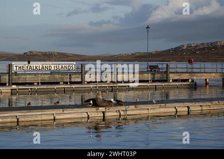 Leoni marini su un molo utilizzato dai visitatori che arrivano via mare a Stanley, capitale delle Isole Falkland. Foto Stock