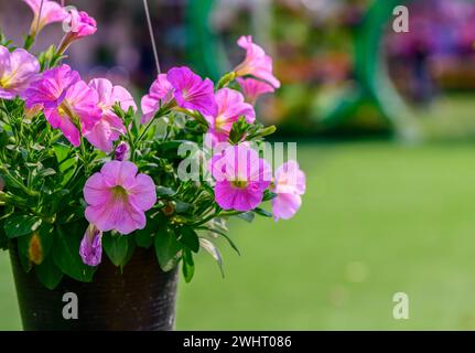 Petunie rosa in un vaso pensile nero, bellissimo fiore in giardino Foto Stock