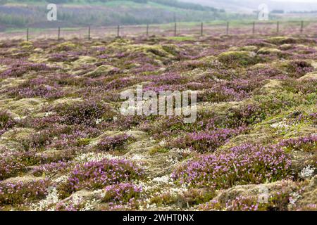 Muschio in fiore e piccoli alberi nordici che crescono su campi di lava e pietra in Islanda Foto Stock