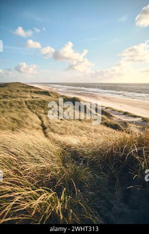 Grandi dune sulla costa danese Foto Stock