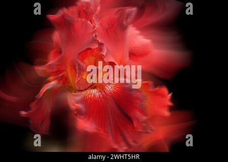 Fiore d'Iris rosso illuminato con un'accattivante tecnica di pittura luminosa, adagiato su uno sfondo nero drammatico Foto Stock