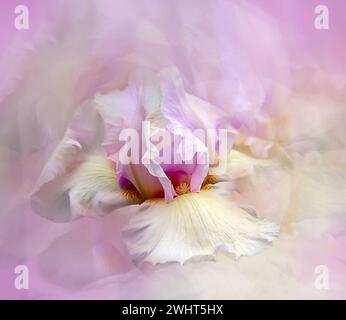 Bellissimo fiore rosa con delicati petali Foto Stock