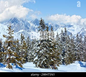 Inverno di abete di montagna paesaggio forestale Foto Stock