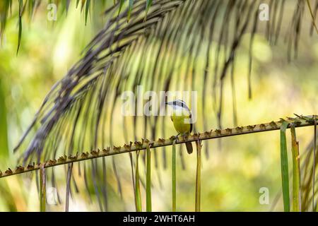 Great Kiskadee, Pitangus sulfuratus, Curu Wildlife Reserve, Costa Rica Foto Stock