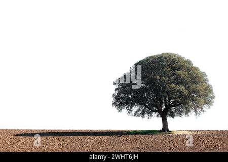 Vecchia quercia nel campo isolata su fondo bianco Foto Stock