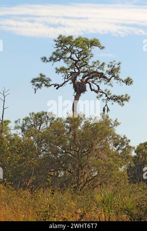 Nido di un'aquila calva in un pino su un sentiero all'Oscar Scherer State Park vicino a Osprey, in Florida Vertical Foto Stock