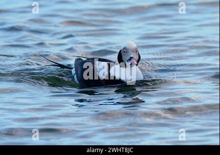 Zinnowitz, Germania. 8 febbraio 2024. 08.02.2024, Zinnowitz. Un'anatra dalla coda lunga maschile (Clangula hyemalis) nuota sulle acque del Mar Baltico accanto al ponte sul mare di Zinnowitz sull'isola di Usedom. In inverno, le anatre artiche a coda lunga si trovano spesso come ospiti invernali sulla costa baltica in Germania. Credito: Wolfram Steinberg/dpa credito: Wolfram Steinberg/dpa/Alamy Live News Foto Stock